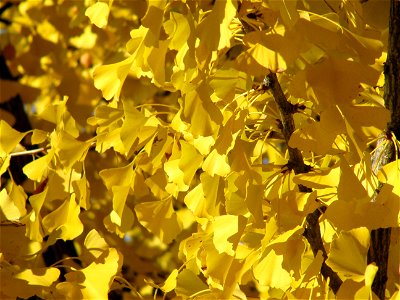 Ginkgo biloba leaves in fall color.