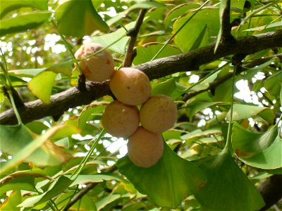 Ginkgo biloba in China