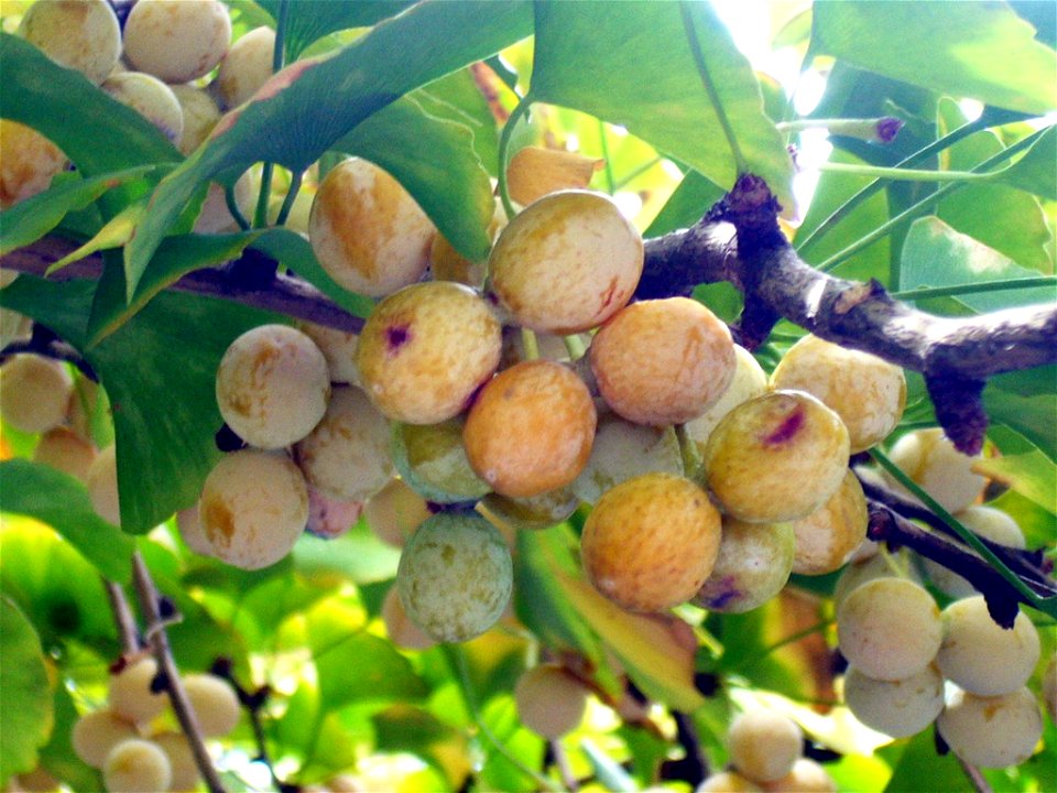 Ginkgo biloba - in China