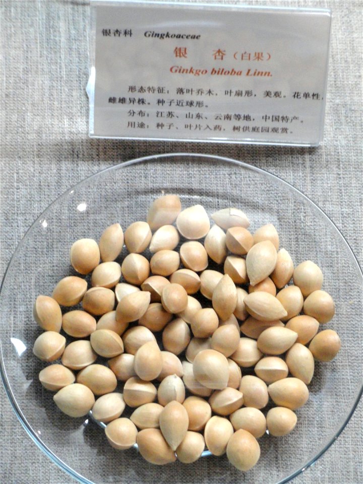Seeds exhibited in the Kunming Botanical Garden, Kunming, Yunnan, China.