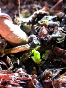 Close-up of seedling of Ginkgo bonsai in march.