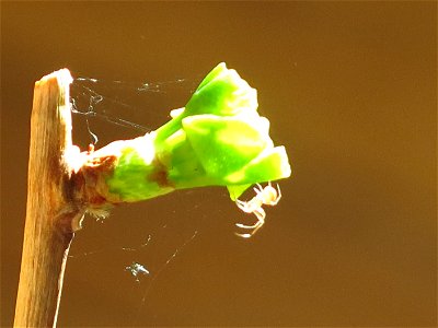 Bud on Ginkgo bonsai in march with a small spider.