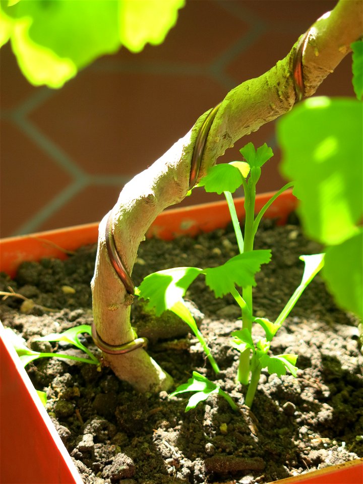 Close-up of seedling of Ginkgo bonsai in april.