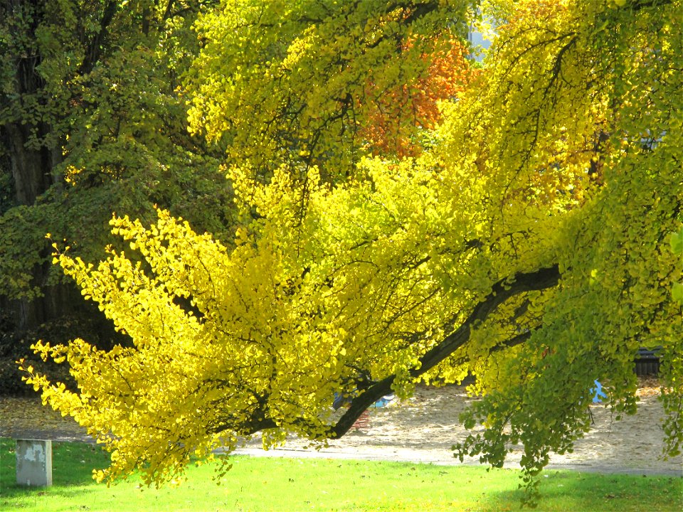 Branches of ginkgo with yellow leaves in the parc de l'Aulnay of Vaires-sur-Marne, France