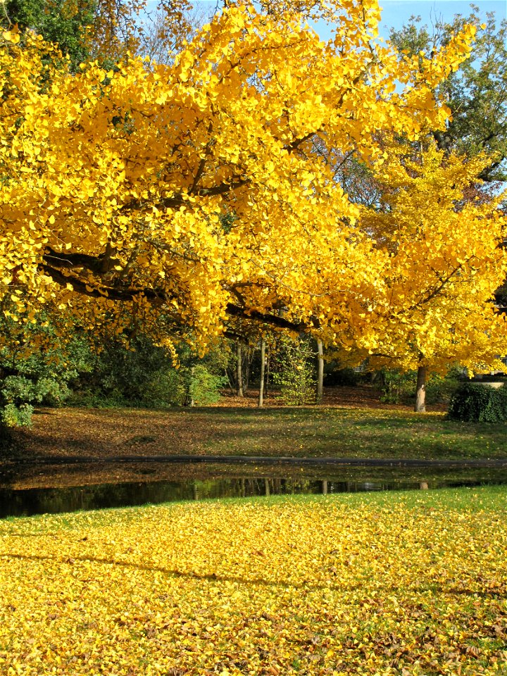 Branches of ginkgo with yellow leaves in the parc de l'Aulnay of Vaires-sur-Marne, France