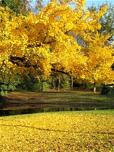 Branches of ginkgo with yellow leaves in the parc de l'Aulnay of Vaires-sur-Marne, France photo