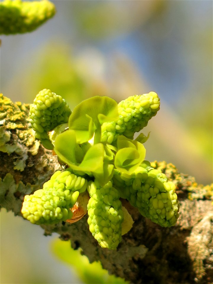Young bud of a ginkgo in the parc de l'Aulnay of Vaires-sur-Marne, France