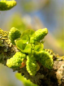 Young bud of a ginkgo in the parc de l'Aulnay of Vaires-sur-Marne, France
