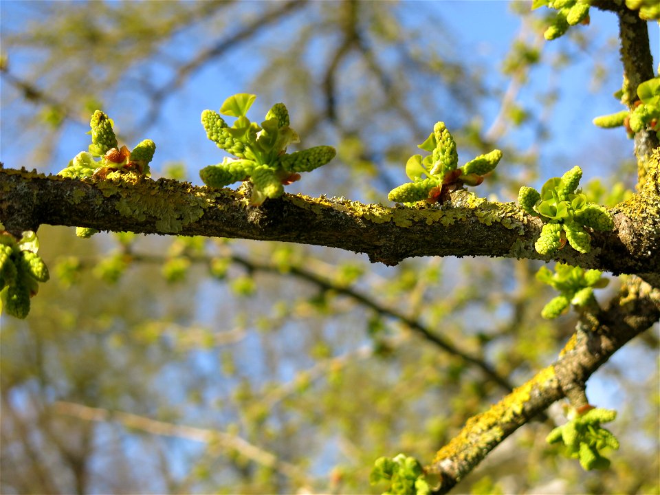 Young bud of a ginkgo in the parc de l'Aulnay of Vaires-sur-Marne, France