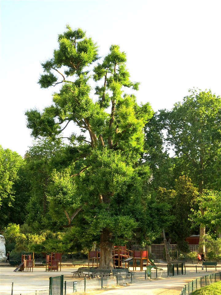 Ginkgo of the parc Monceau in Paris (France).