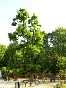 Ginkgo of the parc Monceau in Paris (France).