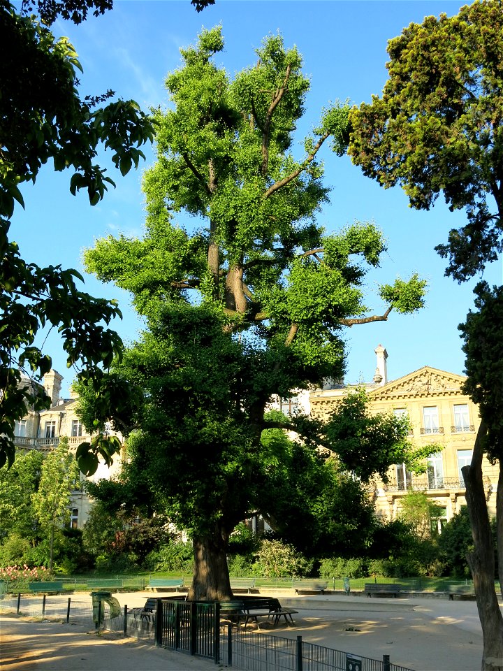 Ginkgo of the parc Monceau in Paris (France).