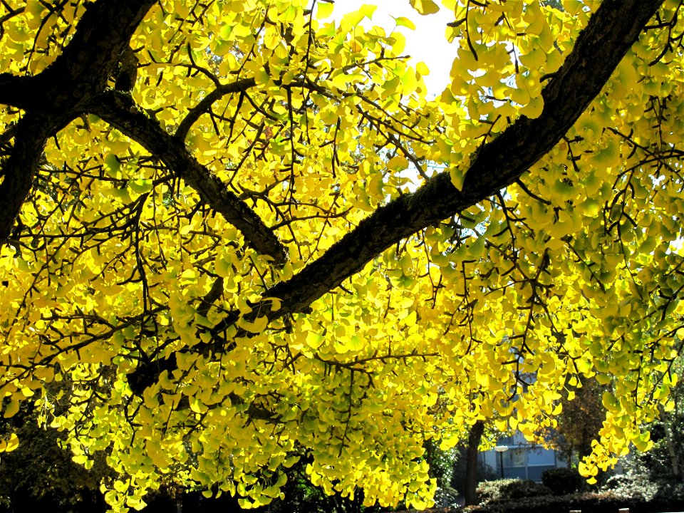 Leaves and branches of ginkgo with yellow leaves in the parc de l'Aulnay of Vaires-sur-Marne, France