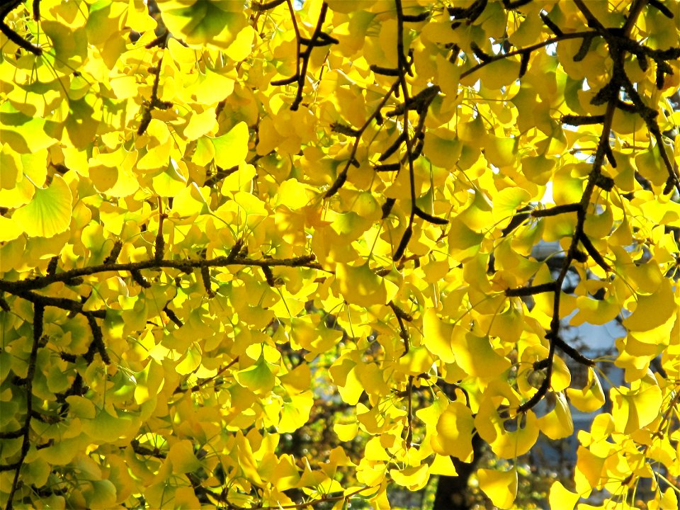 Leaves and branches of ginkgo with yellow leaves in the parc de l'Aulnay of Vaires-sur-Marne, France
