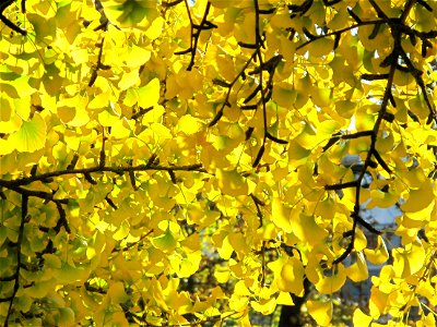 Leaves and branches of ginkgo with yellow leaves in the parc de l'Aulnay of Vaires-sur-Marne, France
