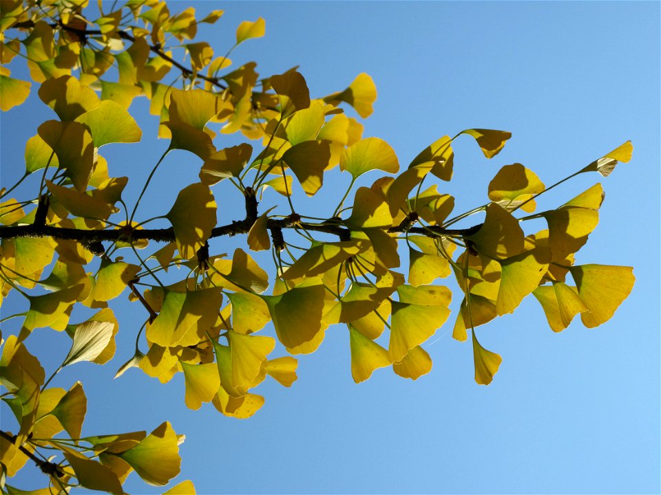 Leaves and branches of ginkgo with yellow leaves in the parc de l'Aulnay of Vaires-sur-Marne, France