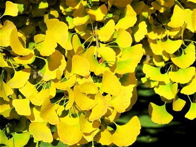 Leaves and branches of ginkgo with yellow leaves in the parc de l'Aulnay of Vaires-sur-Marne, France