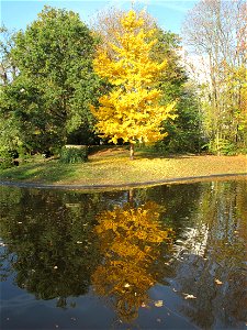 Ginkgo reflecting in the basin of the parc de l'Aulnay of Vaires-sur-Marne, France