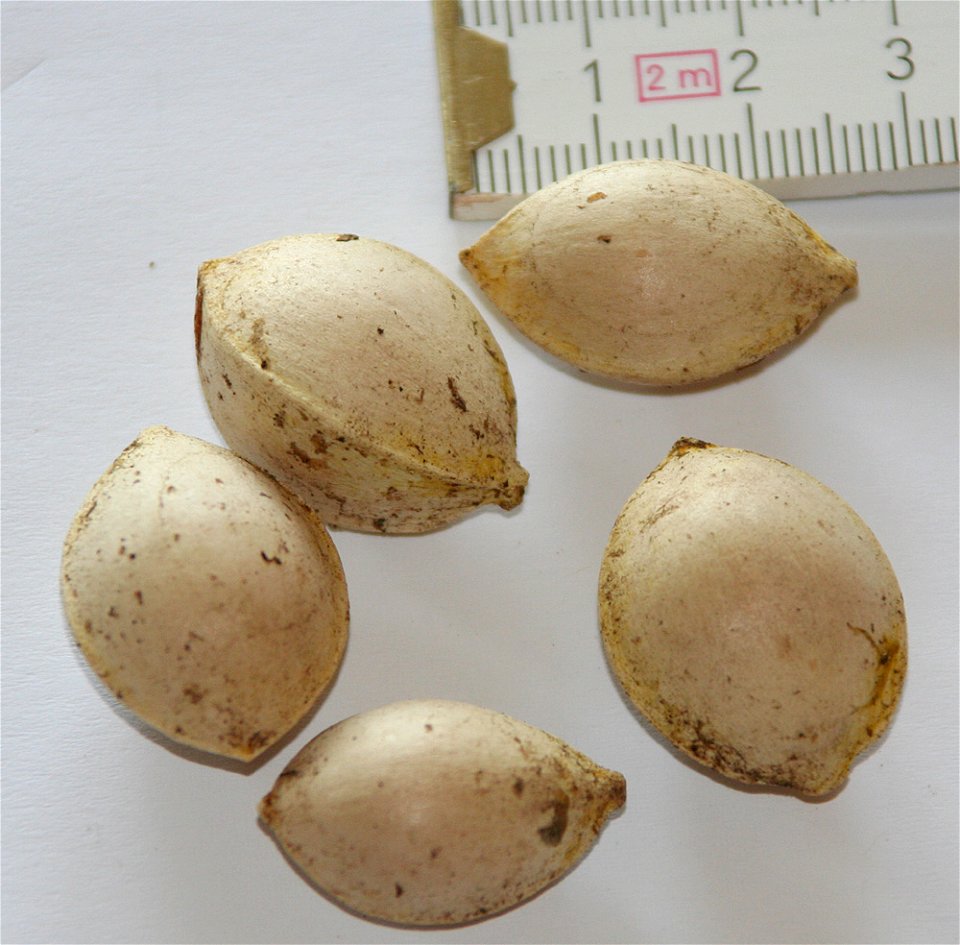 Ginkgosamen ohne Fruchfleisch
