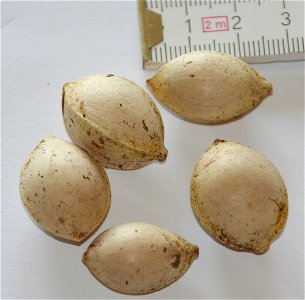 Ginkgosamen ohne Fruchfleisch