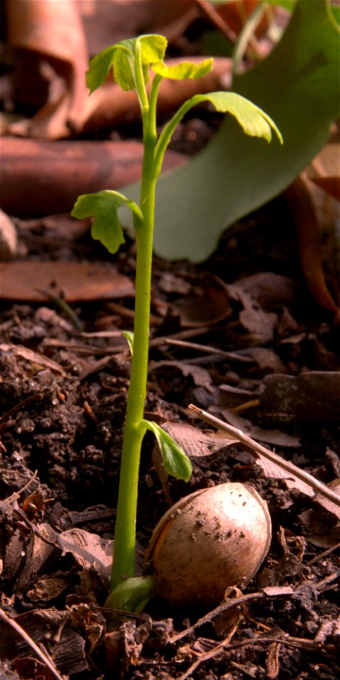 Miłorząb dwuklapowy(samosiew w Parku Szczytnickim we Wrocławiu), Ginkgo biloba seedling
