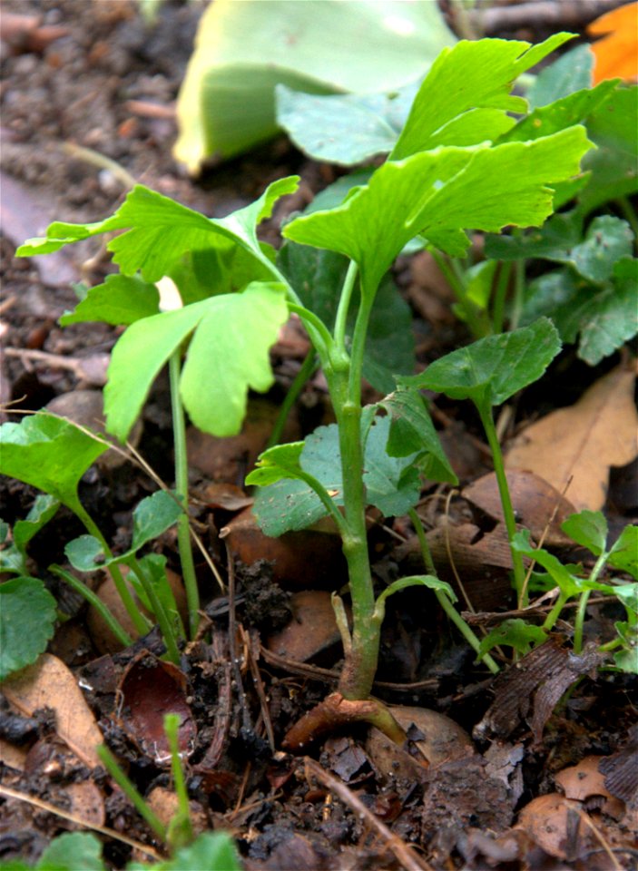 Miłorząb dwuklapowy (samosiew w Parku Szczytnickim we Wrocławiu). Ginkgo biloba seedling.