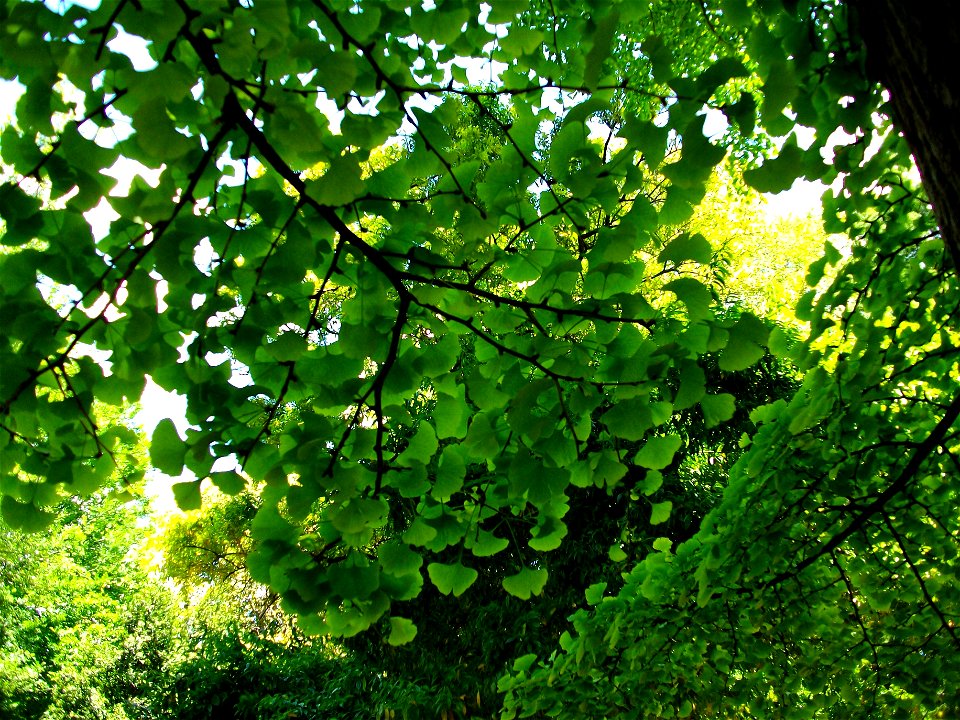 Ginkgo al Botànic de València.