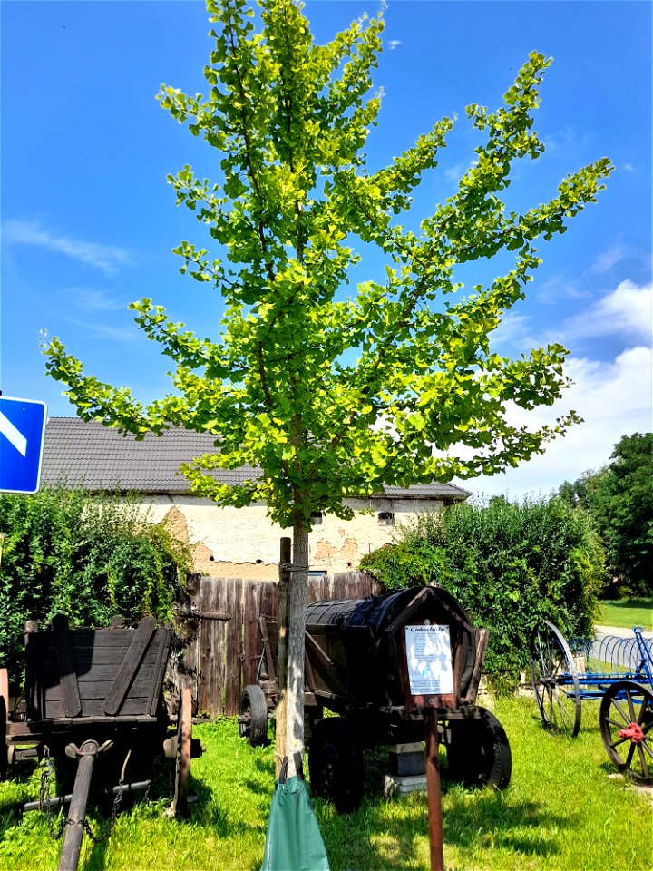 Heimatmuseum Zappendorf, Salzatal, Außenbereich, Ginkgobaum