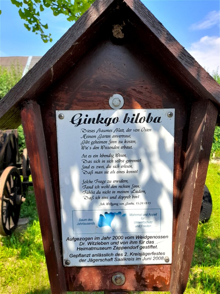 Heimatmuseum Zappendorf, Salzatal Ginkgobaum