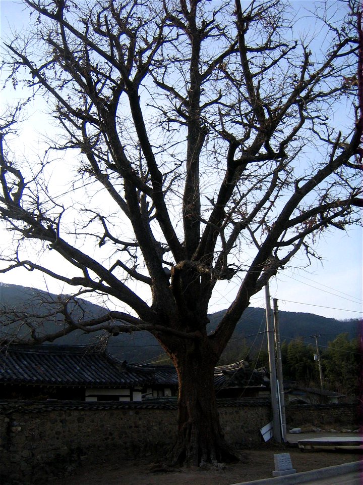 A 280-year-old Ginkgo biloba tree in Husapo-ri, Bubuk-myeon, Miryang-si, Gyeongsangnam-do.