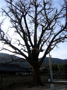 A 280-year-old Ginkgo biloba tree in Husapo-ri, Bubuk-myeon, Miryang-si, Gyeongsangnam-do. photo