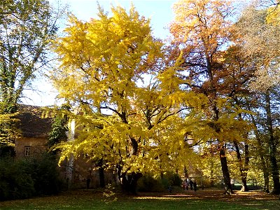 Ginkgo biloba in the park of castle of Jahnishausen