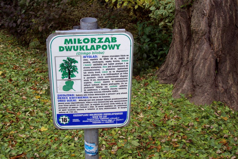 Cedule k chráněnému stromu u Zdrojowa parku městečka Kudowa-Zdrój