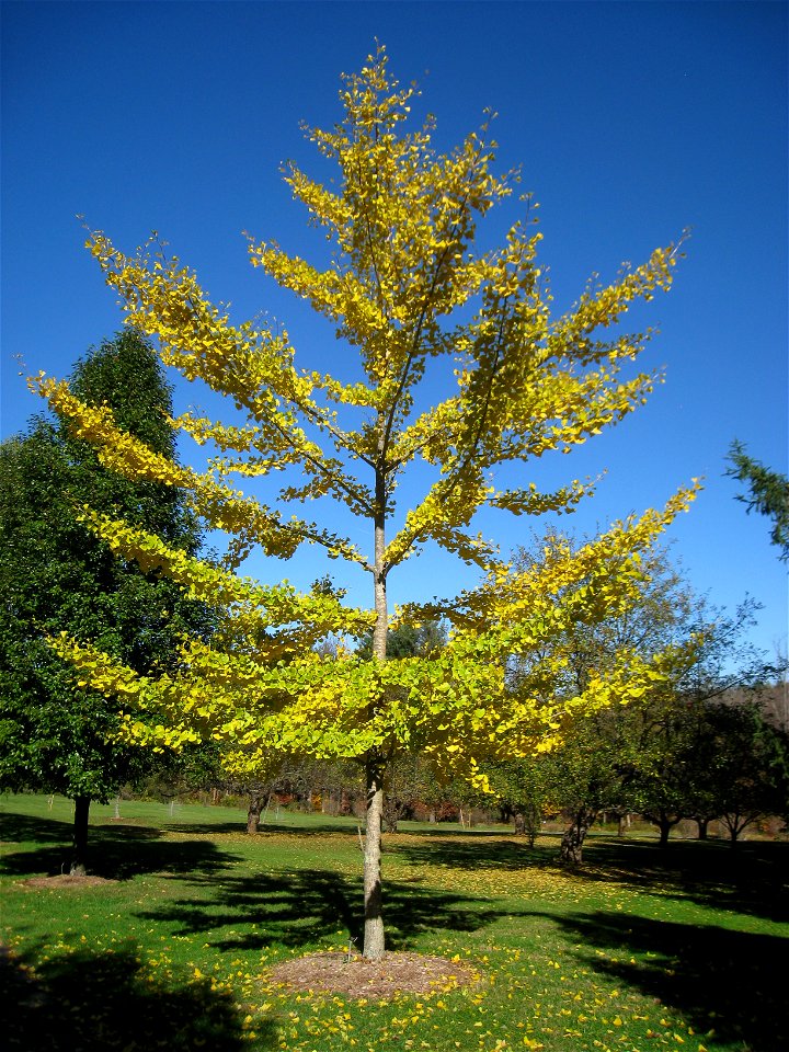 Ginkgo biloba specimen in Lasdon Park and Arboretum, Somers, New York, USA.