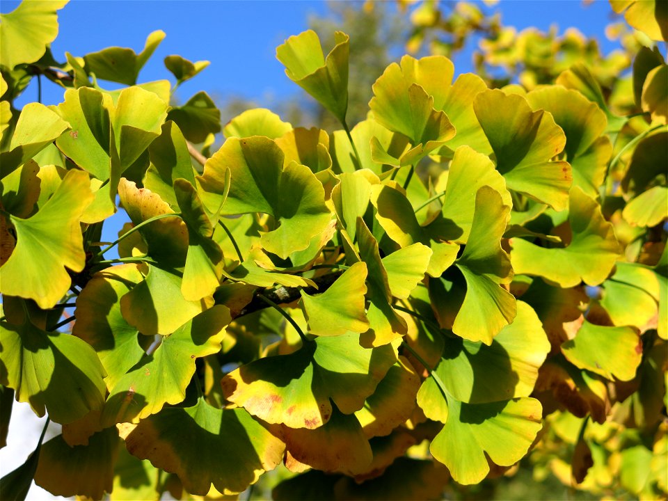 Medium ginkgo in the parc de l'Aulnay of Vaires-sur-Marne, France