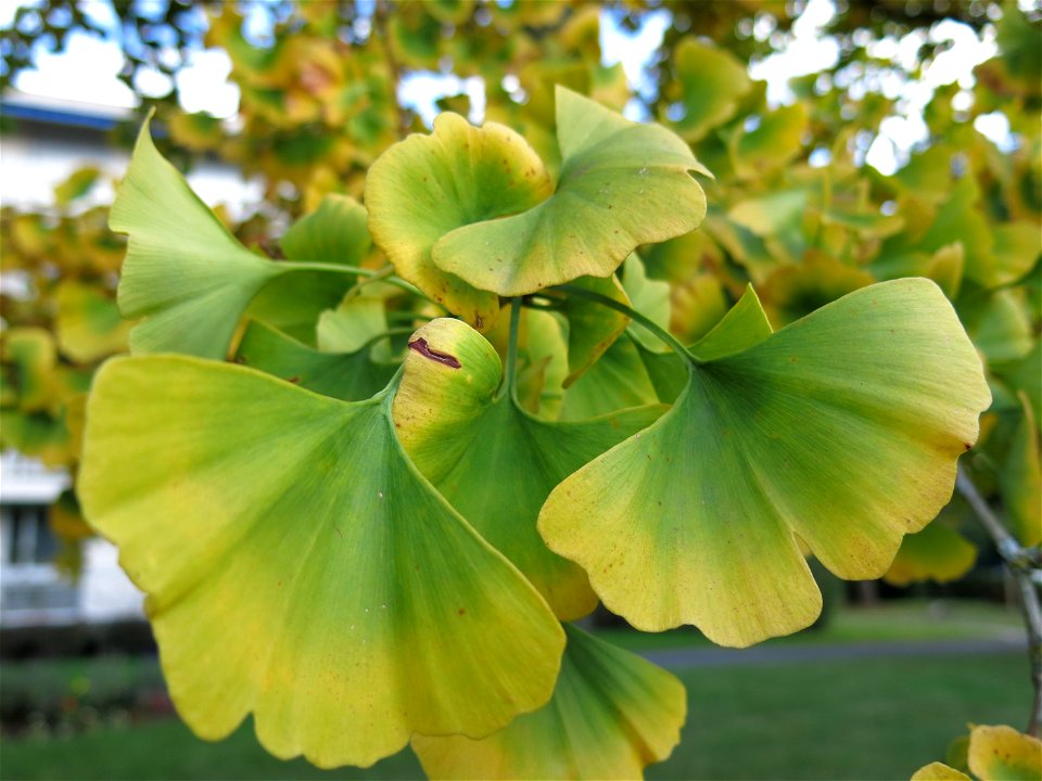 Medium ginkgo in the parc de l'Aulnay of Vaires-sur-Marne, France