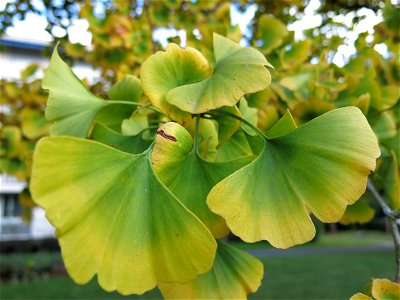 Medium ginkgo in the parc de l'Aulnay of Vaires-sur-Marne, France