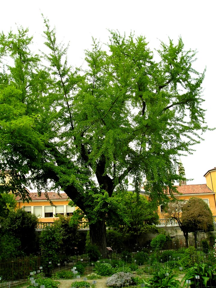 Ginkgo biloba, Botanical Garden of Padua