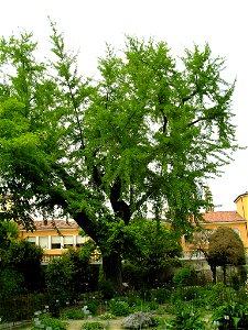 Ginkgo biloba, Botanical Garden of Padua
