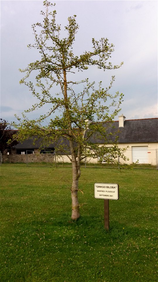 Ginkgo Biloba, pour le jumelage Wanfried Plouescat.