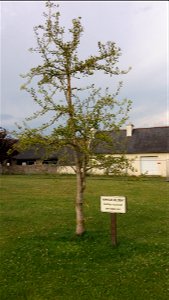 Ginkgo Biloba, pour le jumelage Wanfried Plouescat.