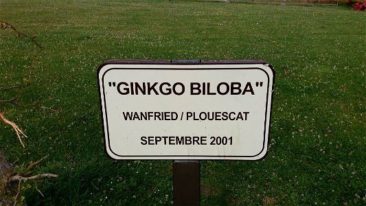 Plaque : "Ginkgo Biloba" Wanfried / Plouescat Septembre 2001.