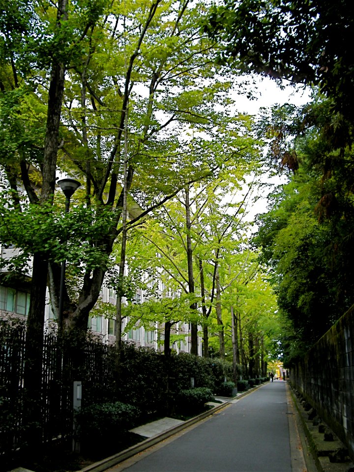 Row of Gingko Trees and Shugakukan Hall (Kinugasa Campus, Ritsumeikan University, Kyoto, Japan)