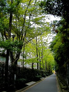 Row of Gingko Trees and Shugakukan Hall (Kinugasa Campus, Ritsumeikan University, Kyoto, Japan)