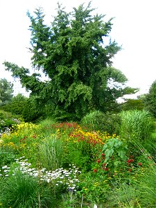 Gingko im Park der Freundschaftsinsel. Die Freundschaftsinsel ist eine Havelinsel in Potsdam.