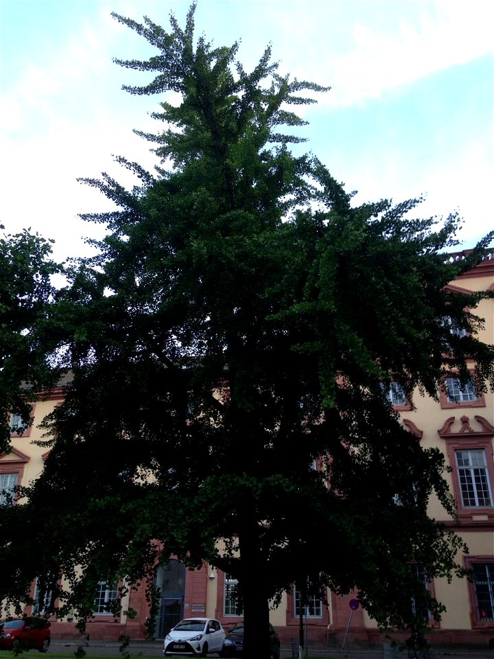 The Ginko tree in front of the west wing of Mannheim Schloss.