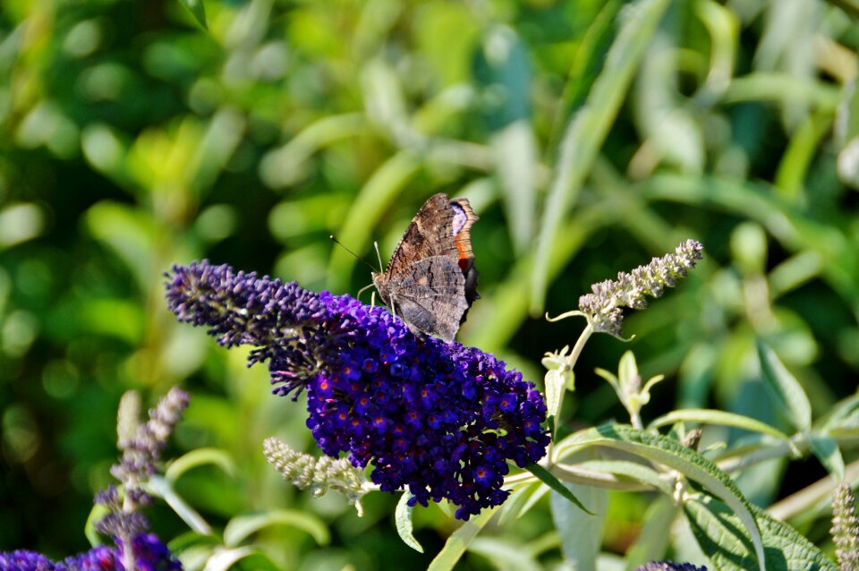 David summer insect