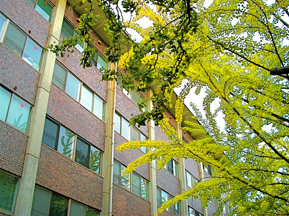 Shugakukan Hall and Gingko Trees (Kinugasa Campus, Ritsumeikan University, Kyoto, Japan)