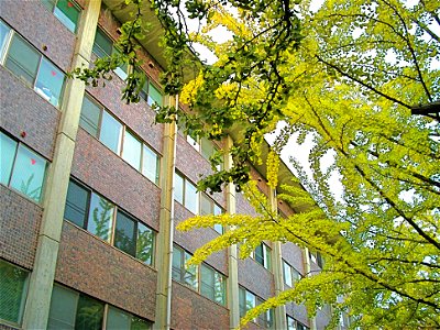 Shugakukan Hall and Gingko Trees (Kinugasa Campus, Ritsumeikan University, Kyoto, Japan)