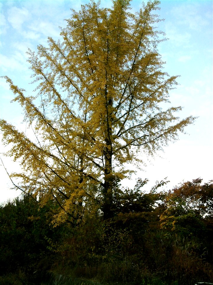 Tall tall ginkgo tree turned to the autumn colors